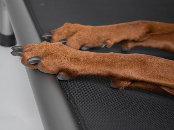 HighBed Hochbett für Hunde