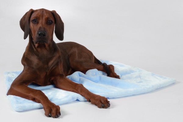 Coco - Kuscheldecke blau