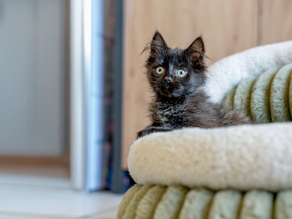 Yuki - Hunde- & Katzenbett