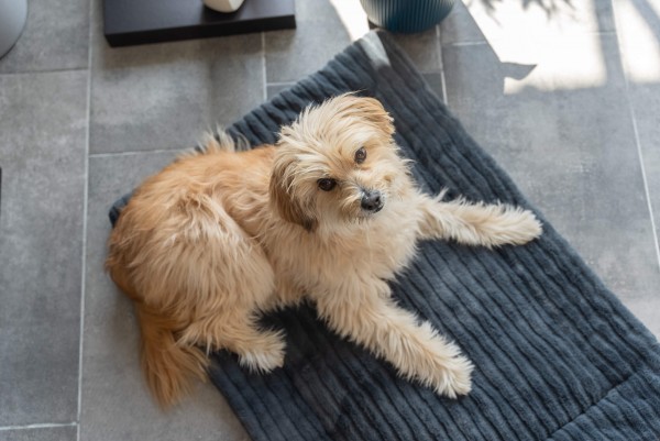 Harmony anthrazit Kuscheldecke