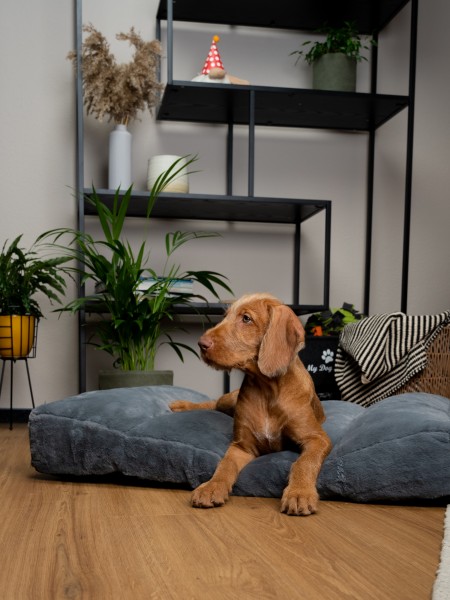 Maya Ortho Hundebett