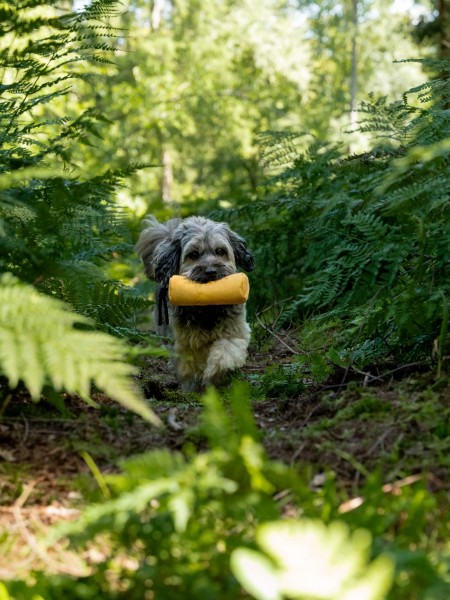 SET Kurt Futterdummy gelb