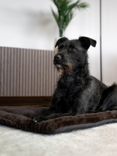 Harmony Flex braun SET