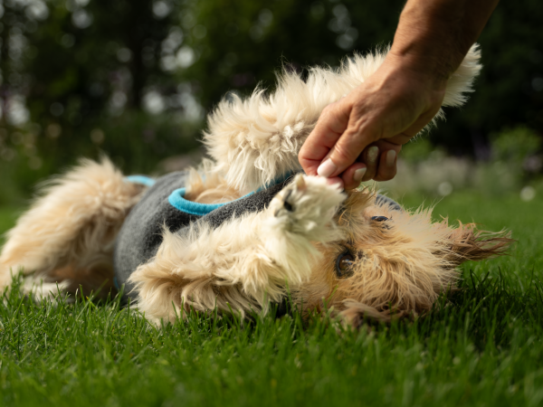SET Dampfhund Bademantel