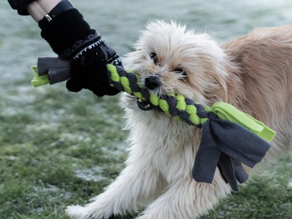Bringsel - Wurf- und Apportierspielzeug