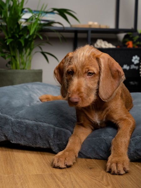 Maya Ortho Hundebett